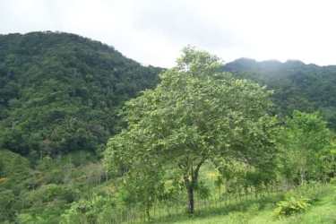 Coffee crops and timber trees on water spring farmland in Llano Grande Penonomé Panama