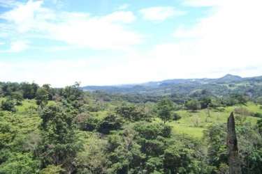 Lush green hillside with forested mountain views on the Penonomé spring water farm