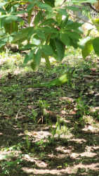 Fenced flat lot with mature palm and fruit trees in San Carlos Panama close to beach