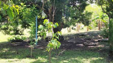 Lush green tropical landscape lot fenced near beaches in San Carlos Panama for sale