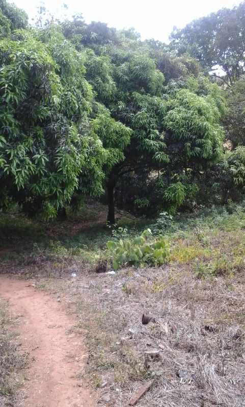 Cleared open zone of rural land ideal for agriculture or construction Guarumal Chilibre Panama