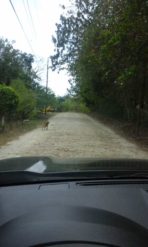 Dirt access road and lush forest of titled land Guarumal Chilibre Panama