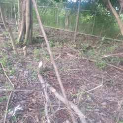 Fenced wooded lot with bare soil and shrubs at Panama Divisa highway site