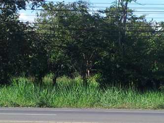 Vacant grassland plot with roadside access trees and utility lines Divisa entrance Panama