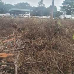 View of roadside with concrete median greenery and power lines near Divisa Panama