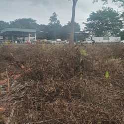 Uncleared roadside lot with dry vegetation near commercial buildings and main road