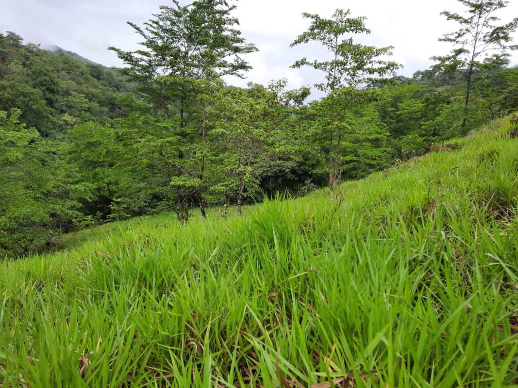 Dense natural forest area on hillside farmland in Las Margaritas Panama
