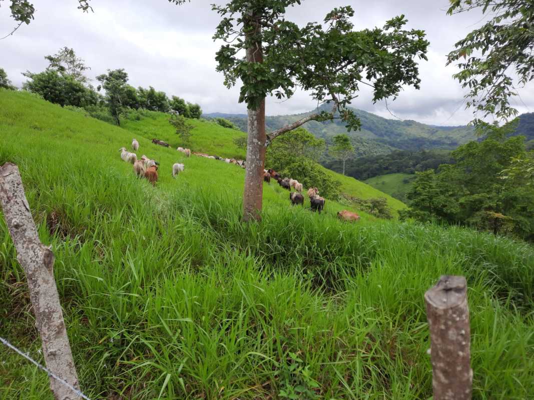 Lush grazing pasture with cattle and surrounding forest countryside Panama
