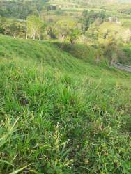 Open pasture farmland with countryside and mountain backdrop Santa Cruz Panama