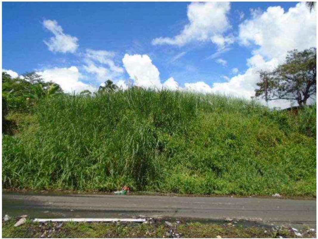 Vacant overgrown 800m2 lot suitable for development in Pueblo Nuevo Panama