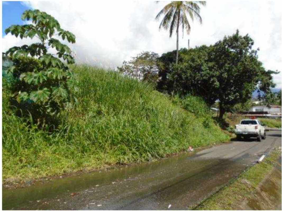 Vegetated 800m2 roadside lot with palm tree and street in Pueblo Nuevo Panama City