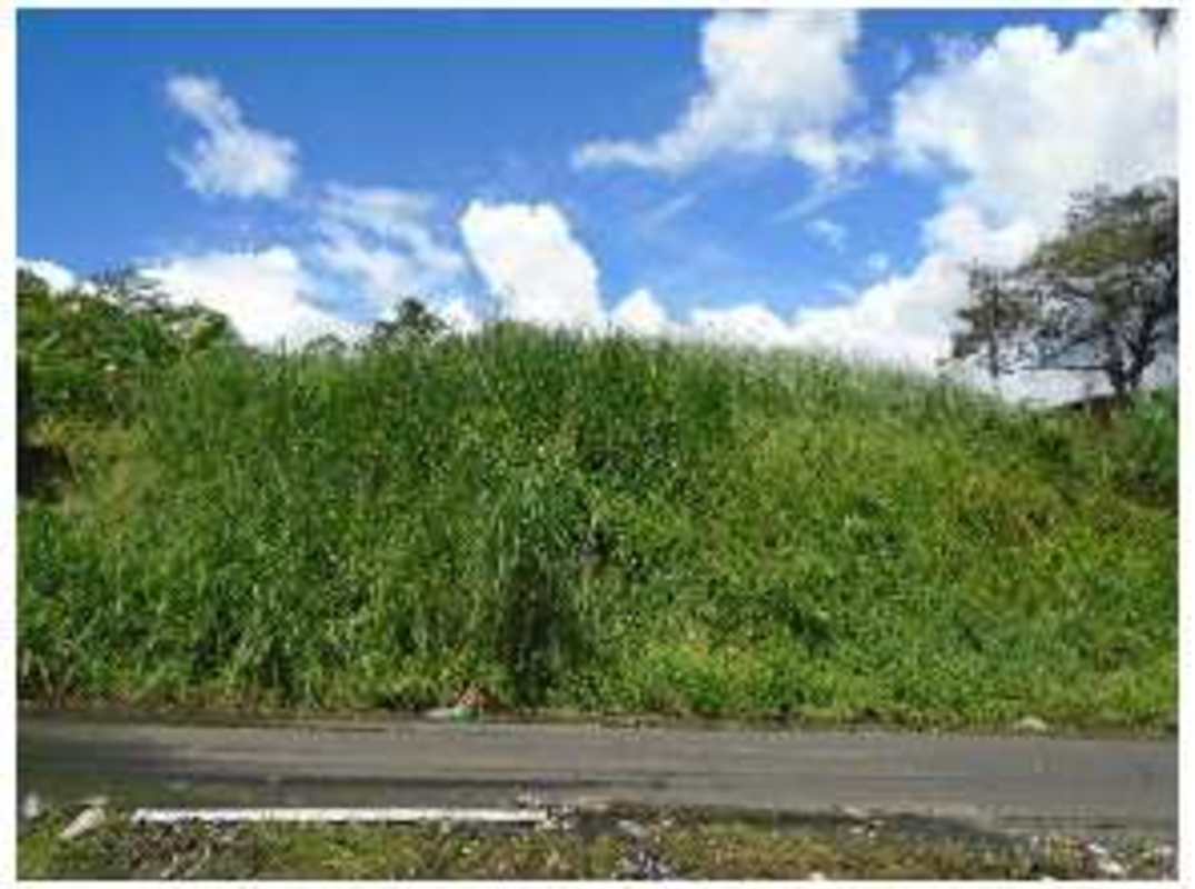 Vacant land parcel bordered by street and dense vegetation in Panama City