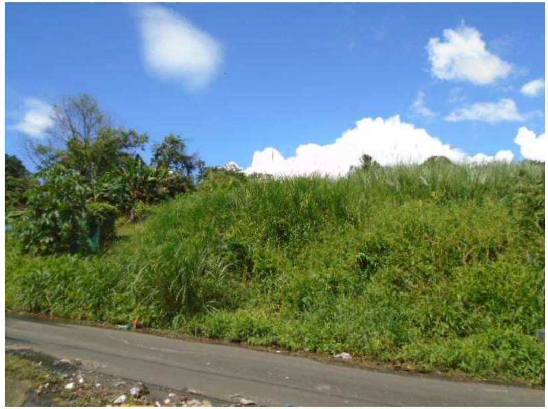 Urban vacant land with roadside position and green vegetation in Pueblo Nuevo Panama City