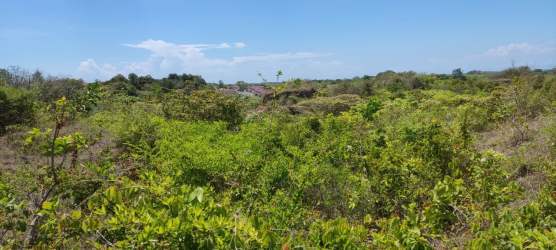 Undeveloped land densely covered in vegetation with distant homes visible Piedras Gordas San Carlos