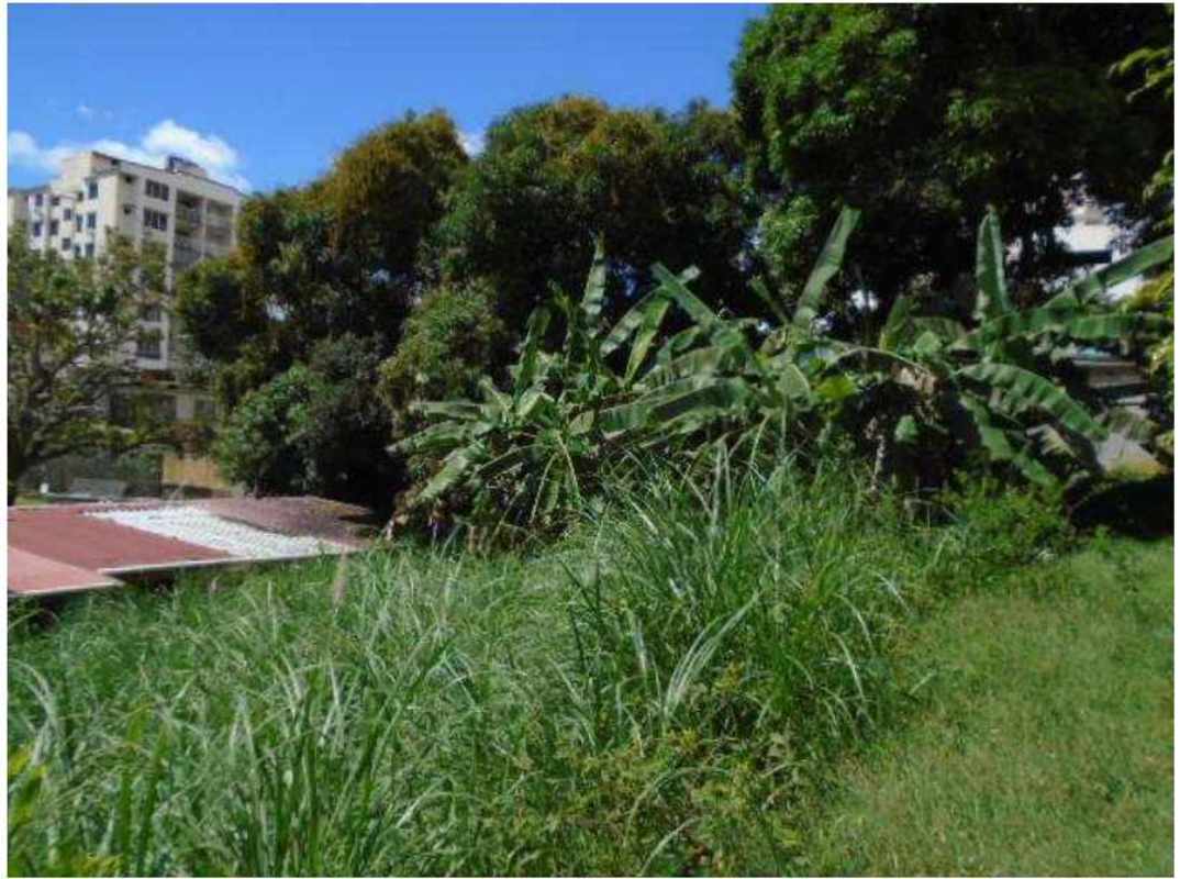 Vacant plot with banana trees and grass Betania neighborhood Panama City