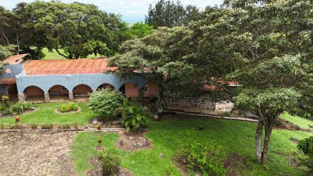 Tall pine forest sections providing privacy and natural fencing Los Llanitos San Carlos