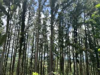 Main colonial residence with arches, terracotta roof, garden on 11 hectares in San Carlos Panama