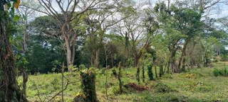 Land for Sale in Barú - 0 bedrooms
