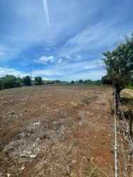 Grassy field with large tree and sunny sky on land for sale in Playa Leona, Panama