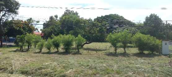 Open vacant lot with small trees, larger trees in back, power lines along Interamericana Highway Penonomé Panama