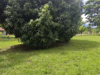 Open grassy yard with mature tree under sunny sky on property near El Valle Panama