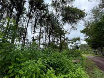 Edge of wooded land near dirt road in Santa Rita Coclé Panama
