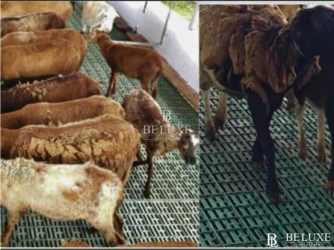 500,000 m² Cattle Farm for Sale El Espino La Chorrera - View 5