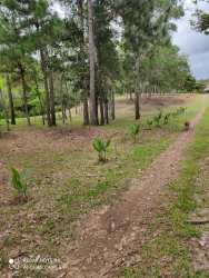 Covered barn shed for livestock use at Pajonal Penonomé agricultural farm estate in Panama