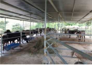 Rural access dirt road lined with trees leading to farm estate Pajonal Penonomé Panama
