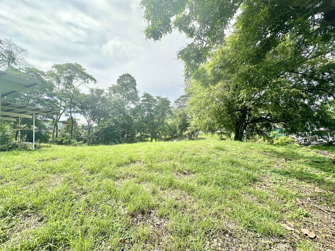 Green open lot surrounded by trees ideal for construction investment 24 de Diciembre Panama