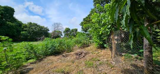 Tree surrounded open land lot with partial wire fence in Las Lajas Cabuya Panama