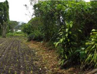 Agricultural land and trees ready for eco-development in Alto Lino Boquete
