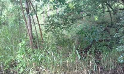 Lush natural lot surrounded by mature trees for sale in Altos del María