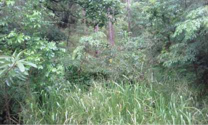 Forested land with mature trees and green scenery in Altos del María Panama