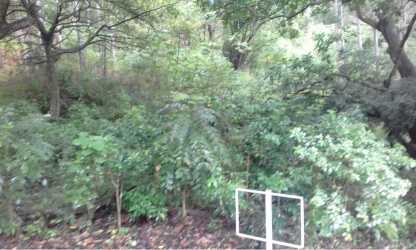 Vacant mountain lot with tall trees in gated community Altos del María Panama