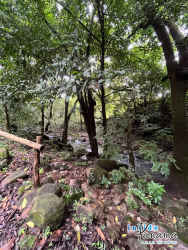 Creek running through wooded property with rocks and lush vegetation in Caldera region Boquete