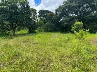 Landscape photo of flat grassy terrain with mature trees under blue sky in Dolega Chiriquí