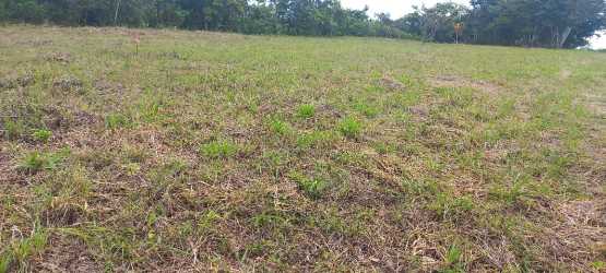 Grass meadow with trees and Volcano Barú visible in background