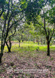 Lush vegetation with orange trees and open spaces Palmira Boquete Panama