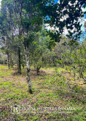 Boundary of wooded lot with native vegetation Palmira Boquete Panama