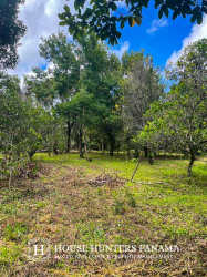 Tropical greenery and partial clearing in Palmira Boquete