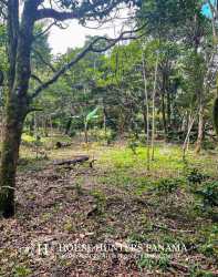 Mature trees with sunlight filtering open space Palmira Boquete