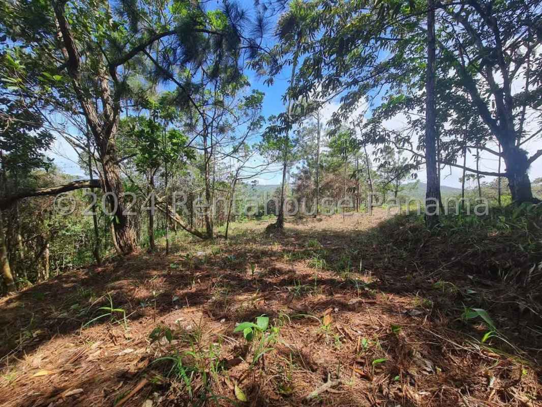 Cleared buildable section within pine forest in Altos de Cerro Azul Panama