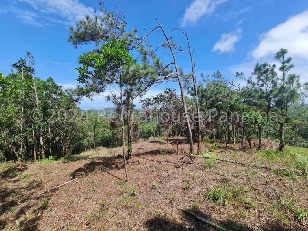 Panoramic view over pine forests and mountains on expert mountain land Panama