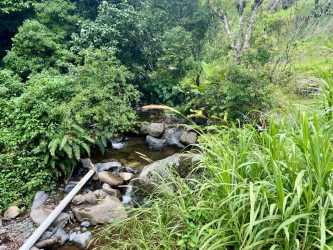 Green hillside covered with vegetation and trees on rural mountain property in Jaramillo Boquete Panama