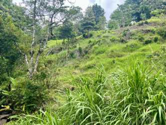A natural creek runs through dense green foliage and rocks on mountain land Boquete Chiriquí Panama
