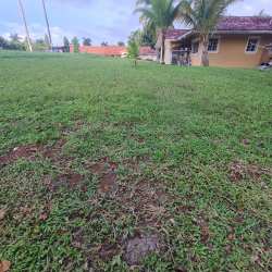 Expansive green areas with palm trees in Residential Howard Panama Pacifico neighborhood