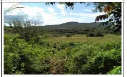 Green mountain backdrop and forest surrounding the land for sale near Rio Grande