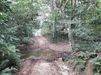 Dirt access road bordered by lush tropical forest on Panama farmland for sale