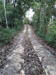 Tropical creek with rocks surrounded by dense jungle vegetation Gatuncillo Colón Panama